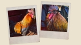 The backbone of Arc Raiders, Scrappy the rooster, is based on a real bird who crashed a dev Zoom meeting and was photoscanned in as something “we’ll definitely replace later”